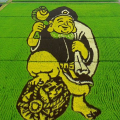 Amazing rice art in Japan