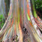 Rainbow Gum – Incredibly Natural-Colored Tree