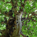 The Jabuticaba – Amazing Plant