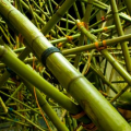 Big Bambu, Amazing Artistic Installation Made by Beacon Duo