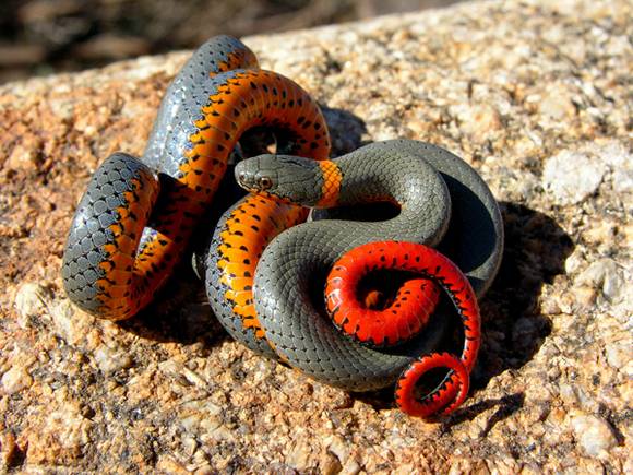 snake1 Diadophis punctatus 