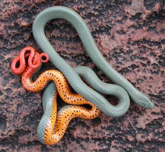 snake2 Diadophis punctatus 