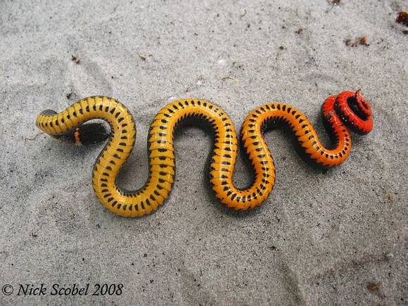 snake3 Diadophis punctatus 