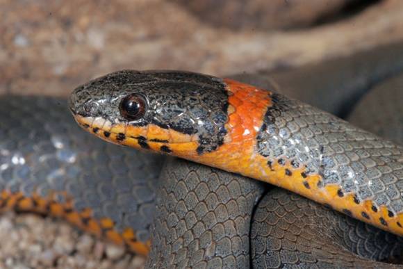 snake4 Diadophis punctatus 