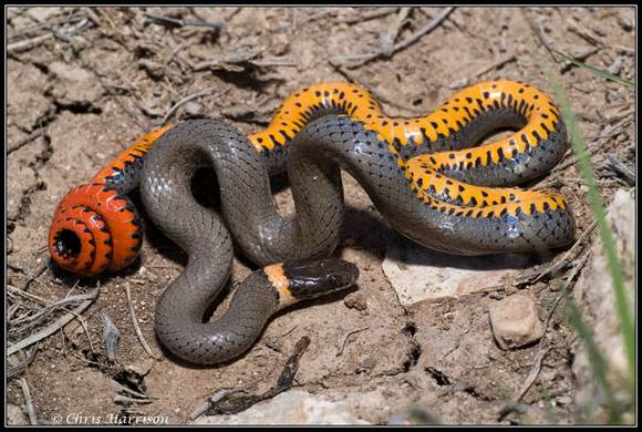 snake5 Diadophis punctatus 