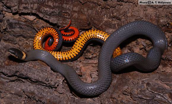 snake8 Diadophis punctatus 