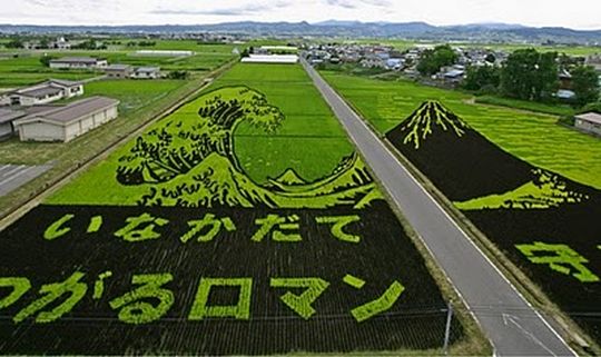 rice12 Amazing rice art in Japan