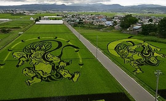 rice13 Amazing rice art in Japan