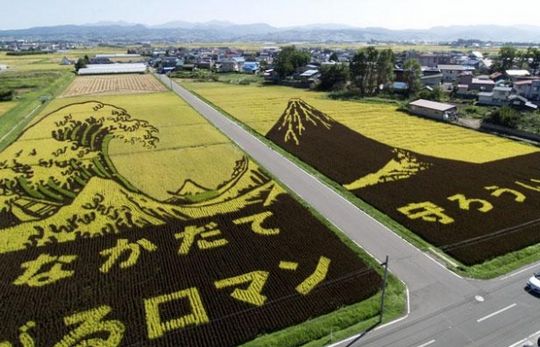 rice8 Amazing rice art in Japan