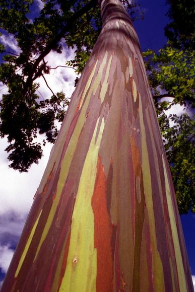 311 Rainbow Gum   Incredibly Natural Colored Tree