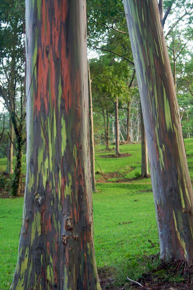 411 Rainbow Gum   Incredibly Natural Colored Tree