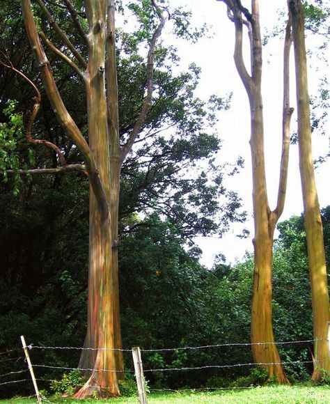 510 Rainbow Gum   Incredibly Natural Colored Tree