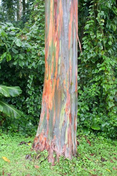 69 Rainbow Gum   Incredibly Natural Colored Tree