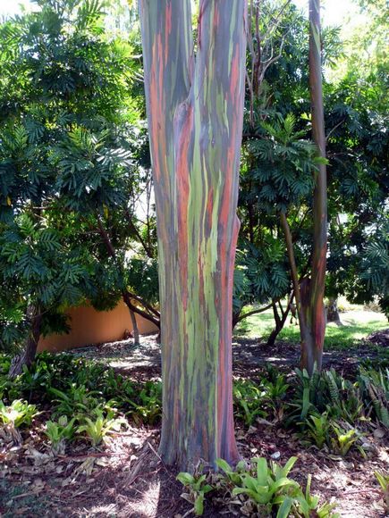 79 Rainbow Gum   Incredibly Natural Colored Tree
