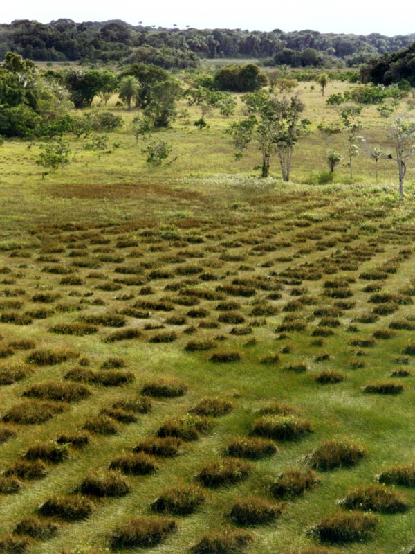 Raised fields 33 To take as a starting point the last agricultural techniques..and save the Planet Earth