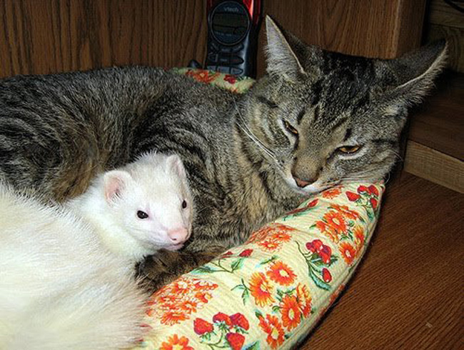 1 Animal Friendships