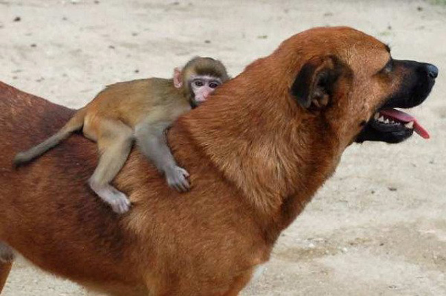 11 Animal Friendships