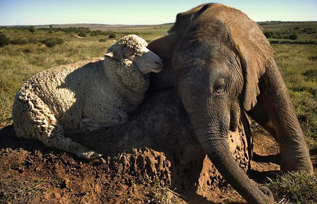 12 Animal Friendships