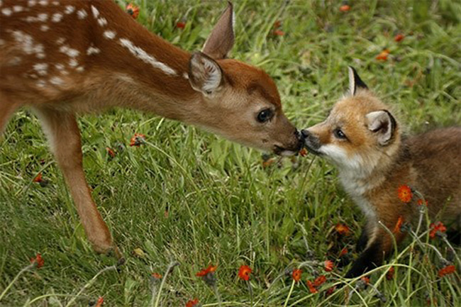 13 Animal Friendships