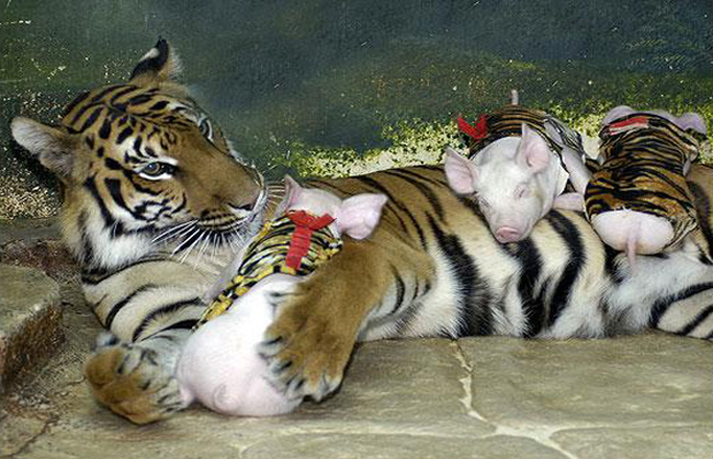 4 Animal Friendships