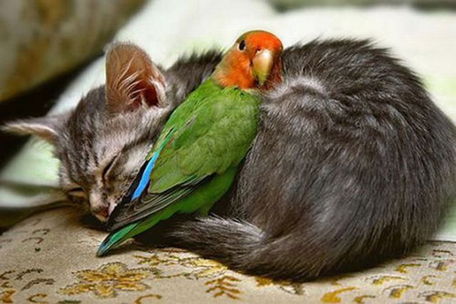 7 Animal Friendships