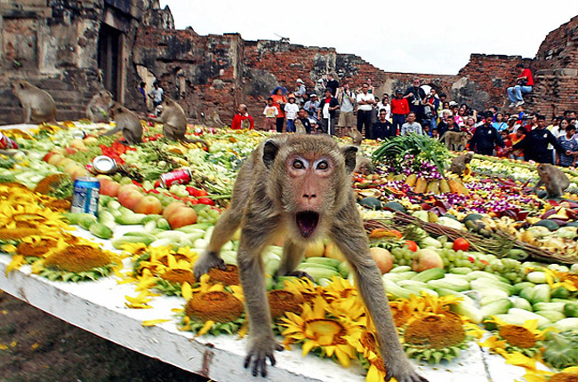 Monkey Buffet Festival 10 Worlds Craziest Festivals