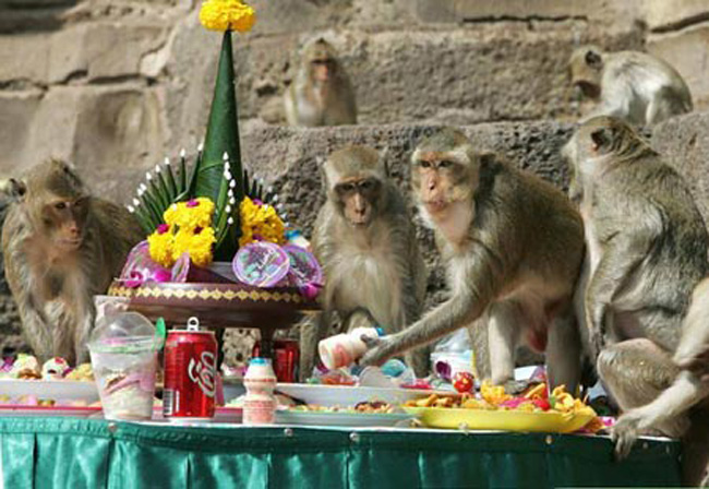 Monkey Buffet Festival 30 Worlds Craziest Festivals