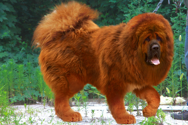 Tibetan Mastiff 3 Red Tibetan Mastiff becomes worlds most expensive dog! 