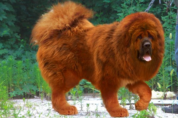 Red Tibetan Mastiff becomes world’s most expensive dog! | Tektuff