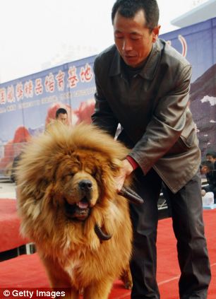 article 11 Red Tibetan Mastiff becomes worlds most expensive dog! 