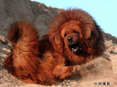 tibetan mastiff 4 Red Tibetan Mastiff becomes worlds most expensive dog! 
