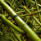 Big Bambu, Amazing Artistic Installation Made by Beacon Duo