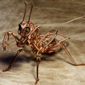 Steampunk Insect Made From Bunch of Wires