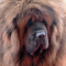 Red Tibetan Mastiff becomes world’s most expensive dog!